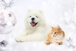 Kerstkaart: Witte hond en rode kat naast een witte kerstbal