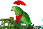 Kerstkaart: Amazone papegaai met kerstmuts op zijn kop en een pakje in zijn snavel