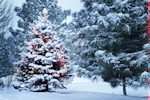 Kerstkaart: Besneeuwde kerstboom met gekleurde kerstverlichting in een bos van besneeuwde bomen