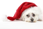 Kerstkaart: Hondje met een kerstmuts