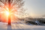 Kerstkaart: Grote boom in sneeuwlandschap bij opkomende zon