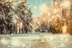 Kerstkaart: Sneeuwlandschap in het bos met sparren tijdens een sneeuwbui