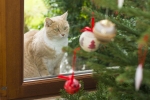 Kerstkaart: Rode poes kijkt door het raam naar de kerstballen die aan de kerstboom hangen