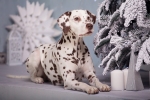 Kerstkaart: Dalmatiër zit naast de besneeuwde kerstboom en twee witte kaarsen