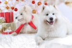 Kerstkaart: Twee witte honden naast een witte kerstboom