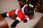 Kerstkaart: Zwarte kat dat een rood kerstpakje draagt