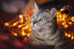 Kerstkaart: Grijze poes kijkt nieuwsgierig vanuit de kerstverlichting