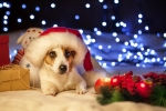 Kerstkaart: Hondje met kerstmuts tussen de kerstcadeaus en een kaars