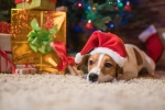 Kerstkaart: Hondje met kerstmuts naast kerstcadeaus