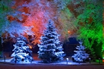 Kerstkaart: Drie blauwe kerstbomen in een winterlandschap