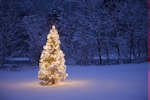 Kerstkaart: Besneeuwde kerstboom met brandende lichtjes